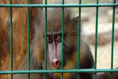monkey at zoo