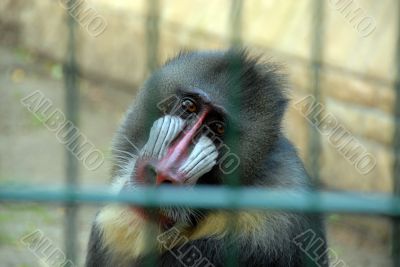 sad monkey