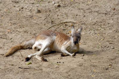 kangaroo