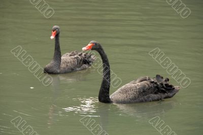 Two black swans