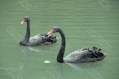 Two black swans
