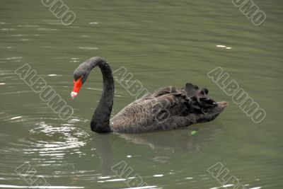 Black Swan