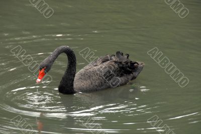 Black swan