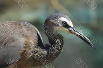 Portrait of a white-faced heron