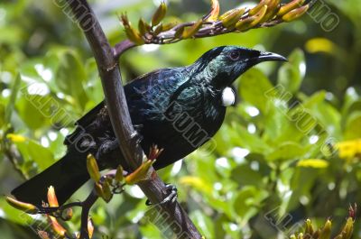 Tui bird sitting on a flax plant