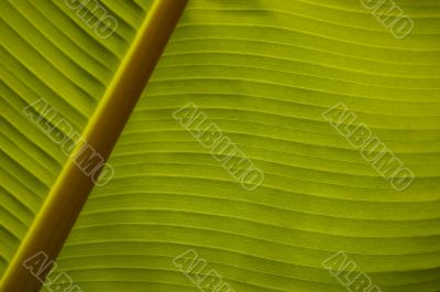 Banana palm leaf closeup