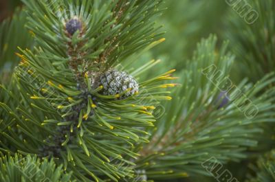 Christmas tree