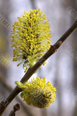flowering of a willow