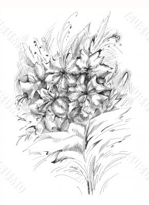 flower in the middle of summer