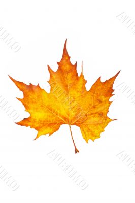 One maple leaf