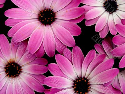 Purple Flowers