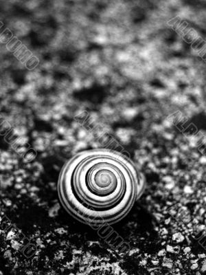 Snail