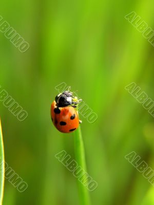 Ladybird