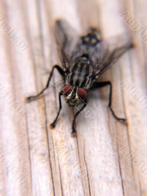 Housefly