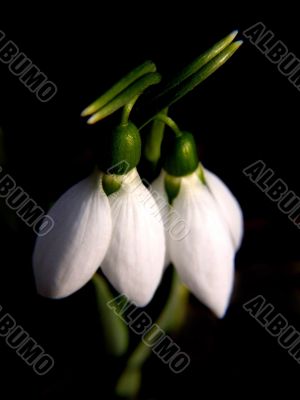 Snowdrops