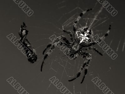 Spider