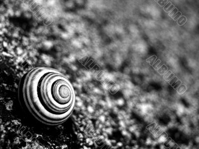 Snail