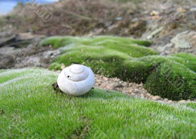 Shell on the grass