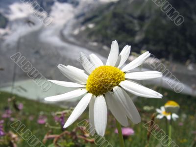 Camomile