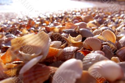 Motley sea-shells
