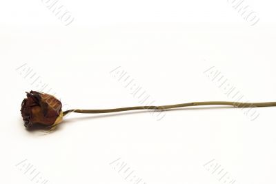 Dried Red Rose