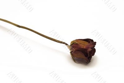 Dried Red Rose
