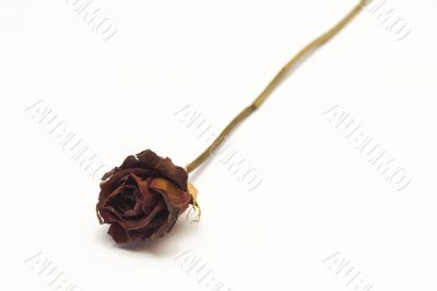 Dried Red Rose