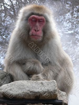 Japanese Macaque relaxing