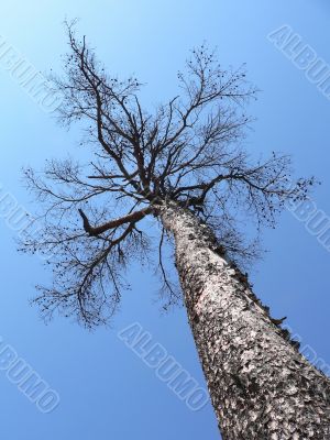 larch tree