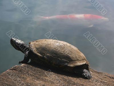 turtle and  red fish
