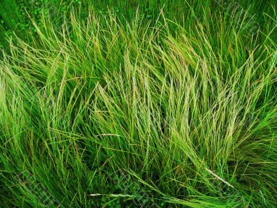 wild grass background