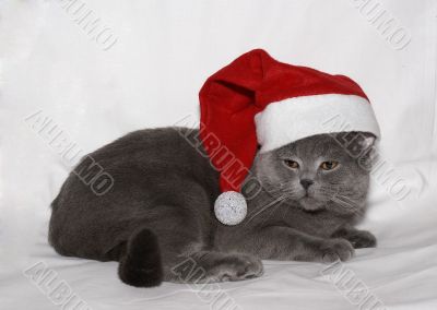 The British kitten in a cap Santa.