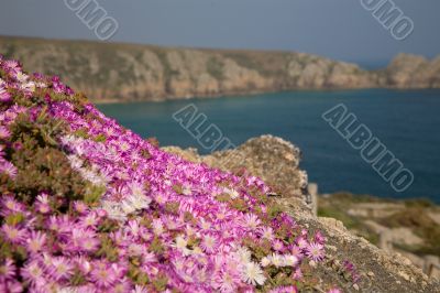 Rock garden
