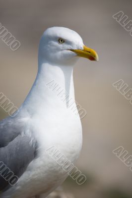 Seagull