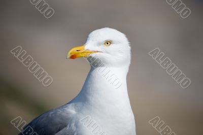 Seagull portrait