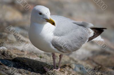 Seagull