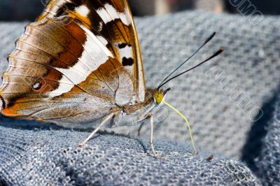 The curious butterfly