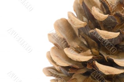 cone macro