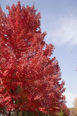 Red Maple in Fall