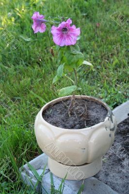 The pink flower grows in a pot