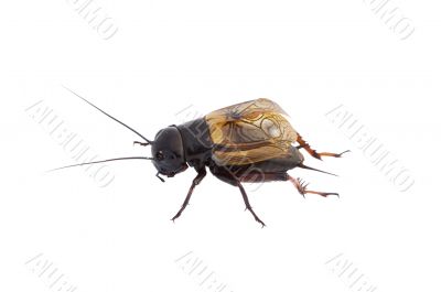 Cricket isolated on white