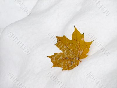 Leaf on snow 2