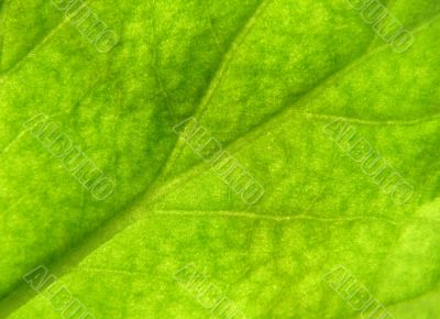 Leaf texture 3
