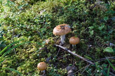 brown russules