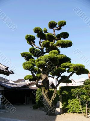 japanese tree