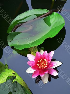 lotus flower