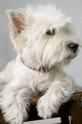 white terrier