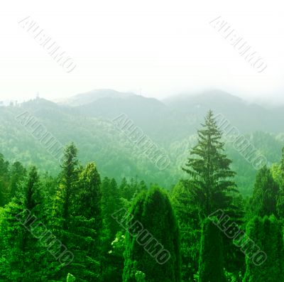 Green forest