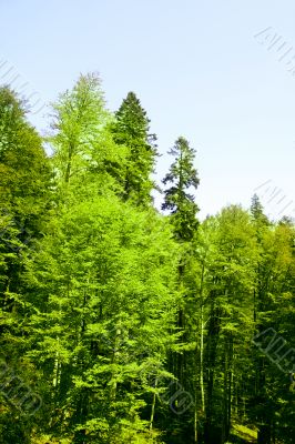 Green forest
