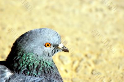 pigeon